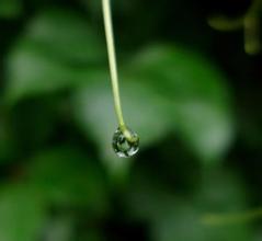 雨水收集